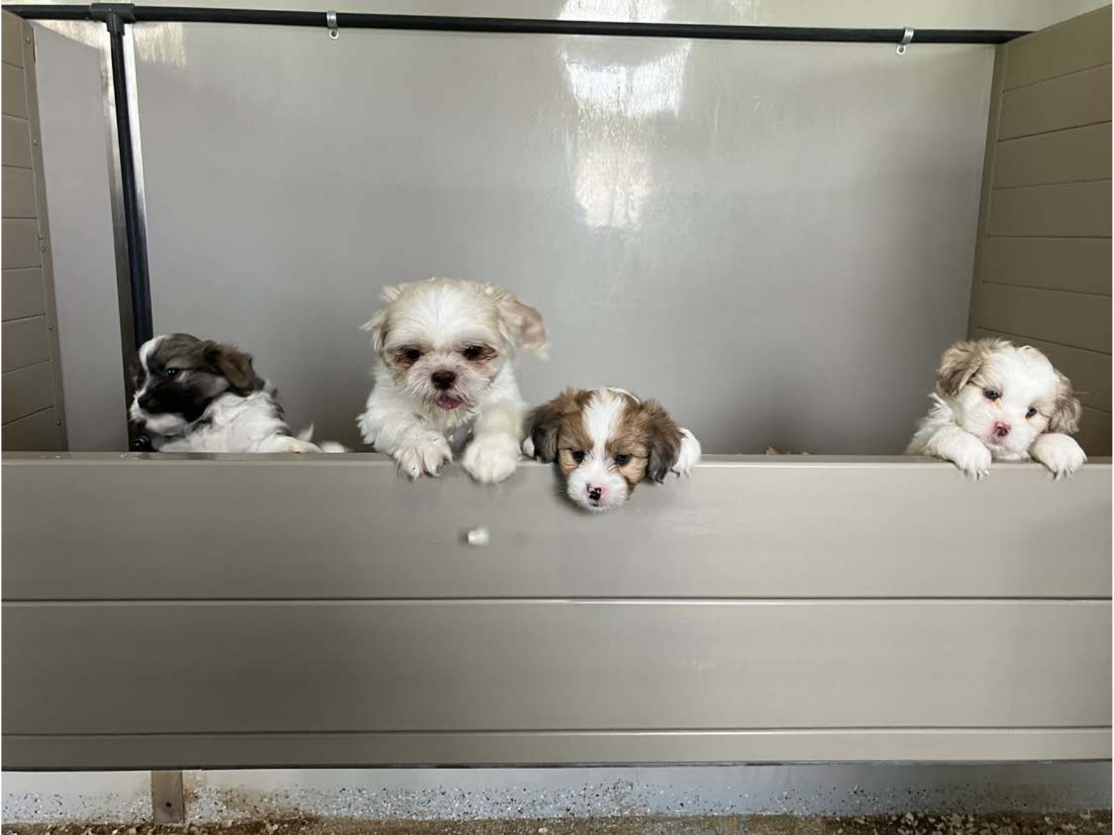 Kennel photograph taken at the Ohio inspection of Abe R Yoder – Hollowside Puppies / Woodside Kennel / Treeline Kennel on April 25, 2025, page 2 of the inspection report