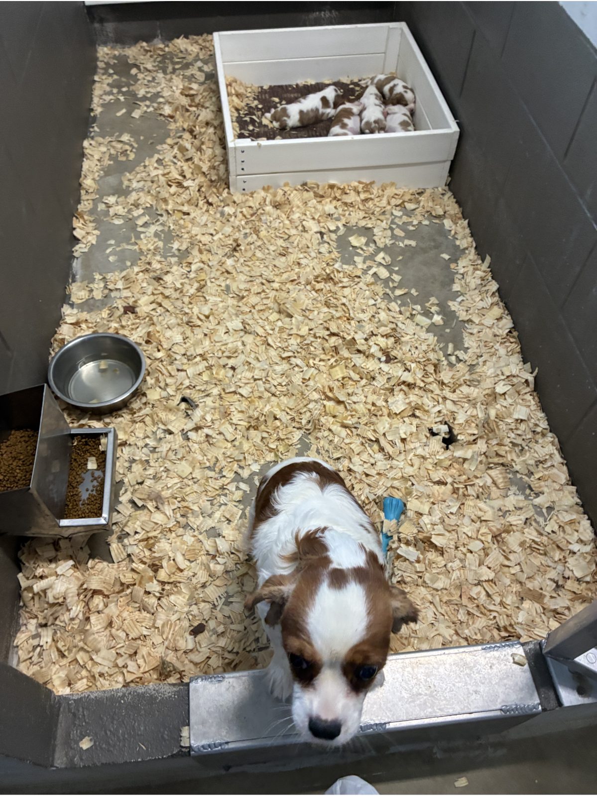 Kennel photograph taken at the Ohio inspection of Leroy Zimmerman – Ashland Acres on June 11, 2026, page 3 of the inspection report