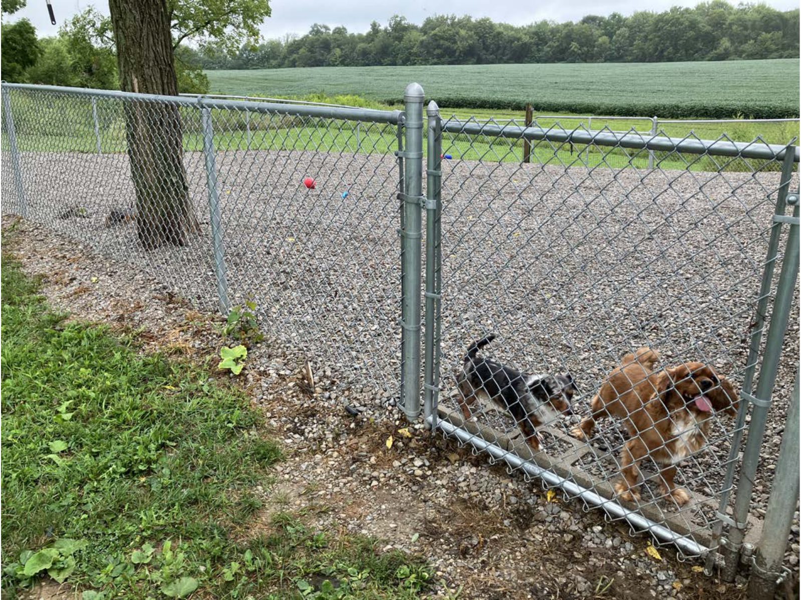 Kennel photograph taken at the Ohio inspection of Leroy Zimmerman – Ashland Acres on August 21, 2025, page 4 of the inspection report