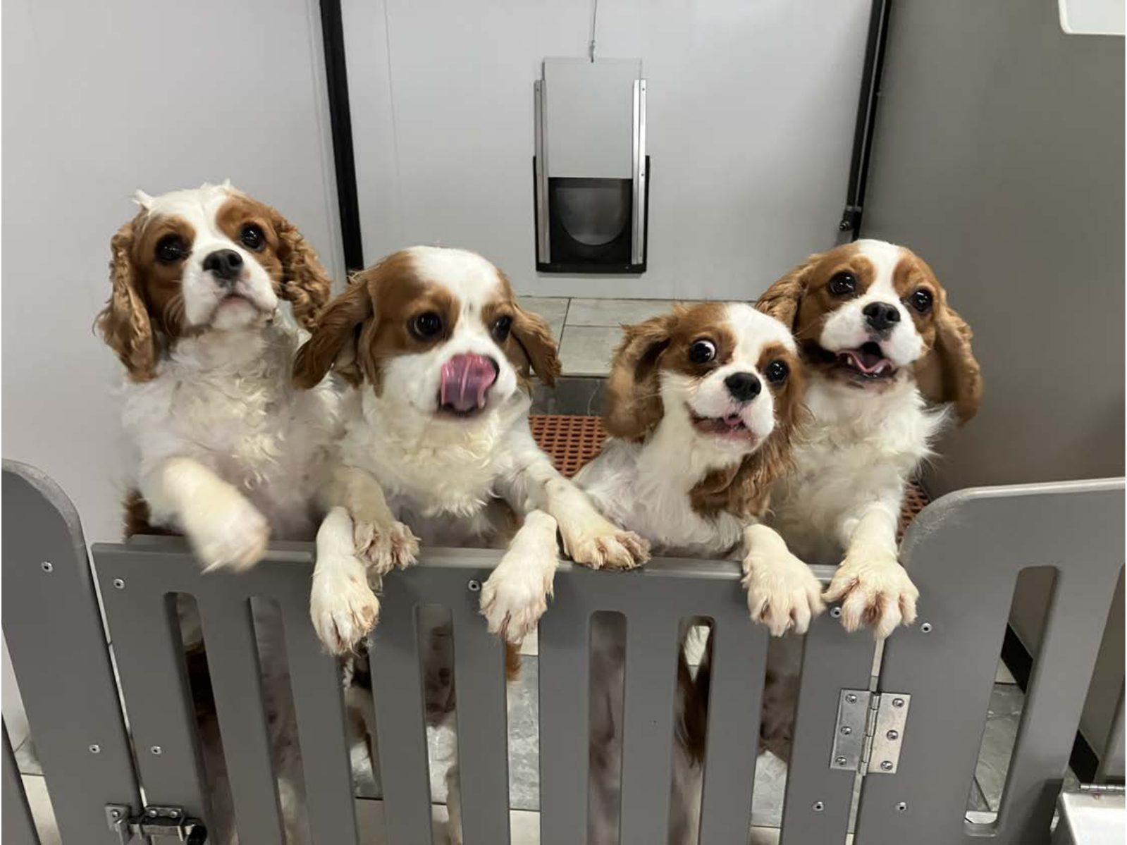 Kennel photograph taken at the Ohio inspection of Jacob M Yoder – Sunset Valley Kennel on June 9, 2025, page 4 of the inspection report