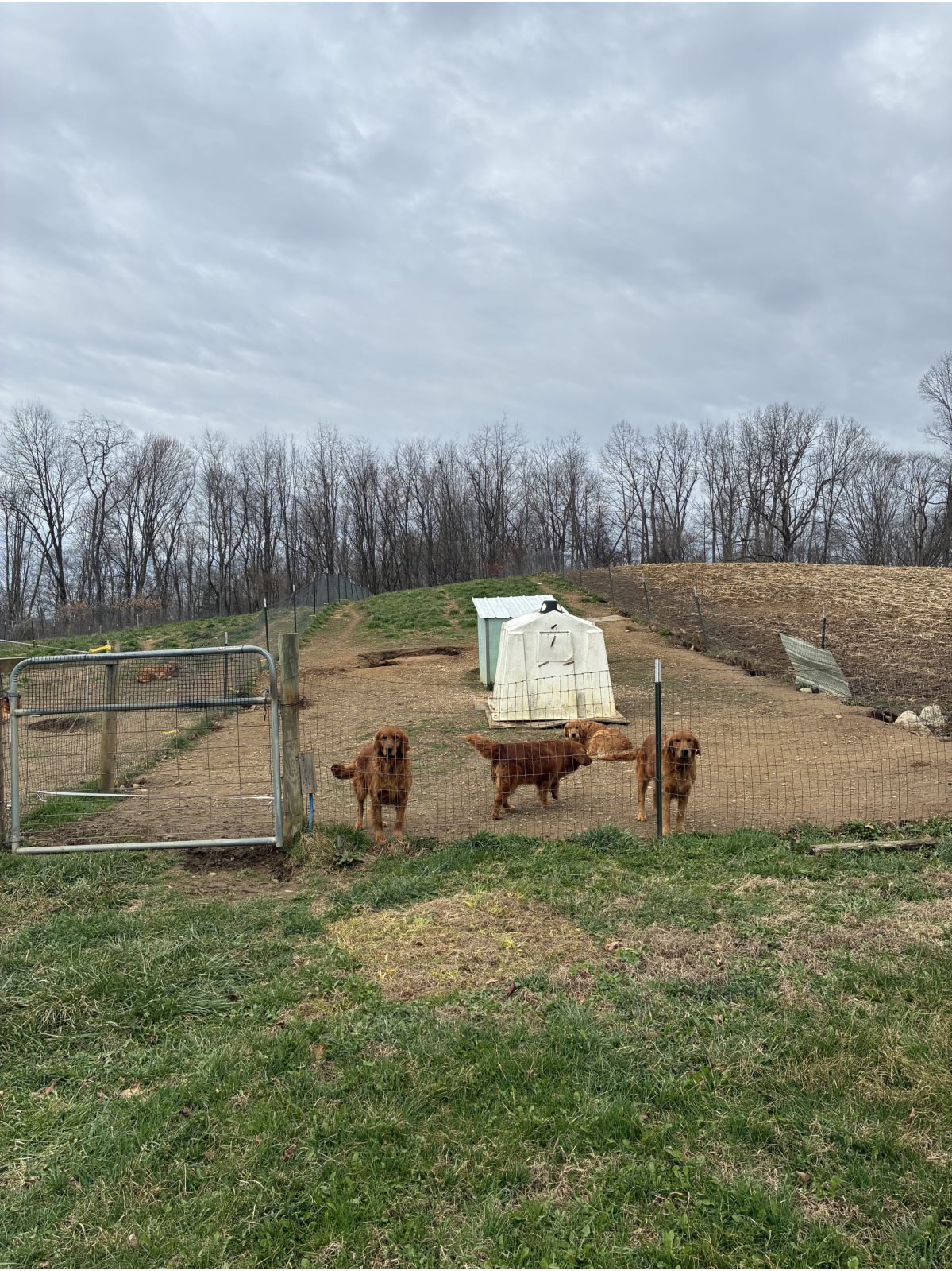 Kennel photograph taken at the Ohio inspection of Eli D Hostetler – Holmesville, OH on March 19, 2026, page 2 of the inspection report