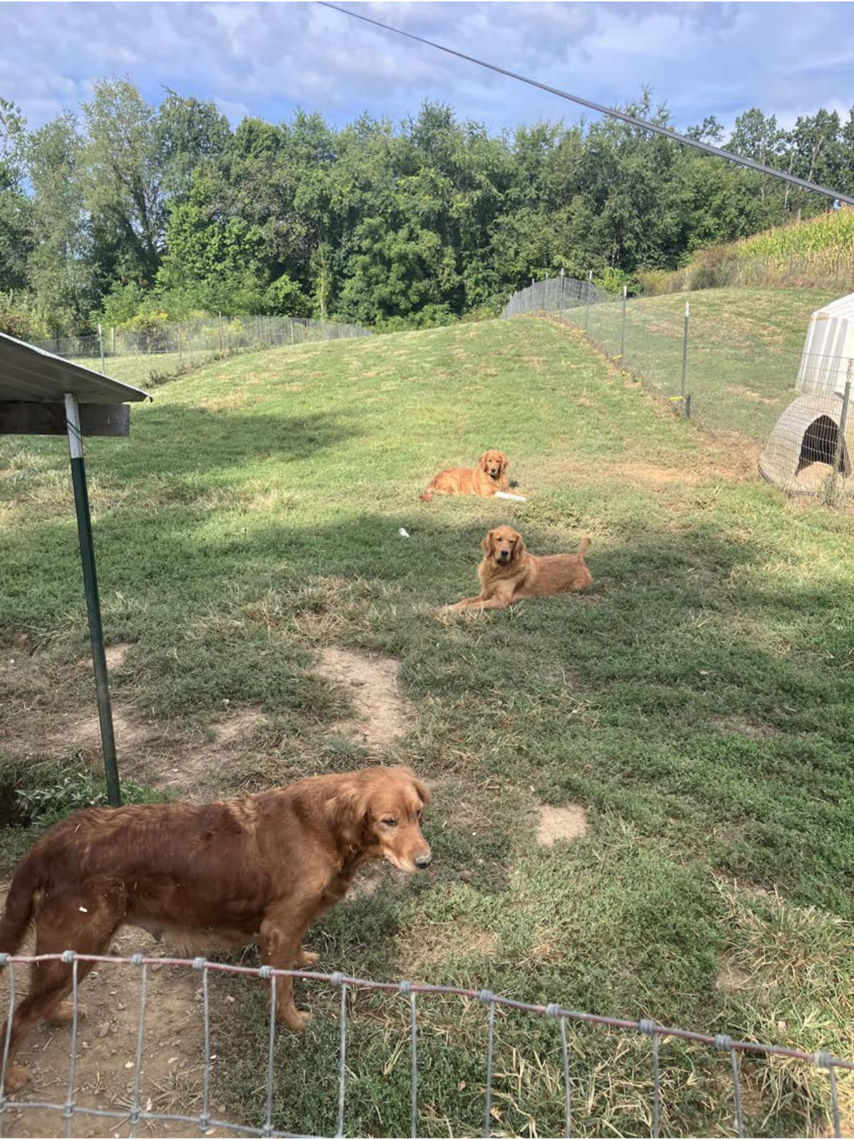 Kennel photograph taken at the Ohio inspection of Eli D Hostetler – Holmesville, OH on August 28, 2025, page 4 of the inspection report