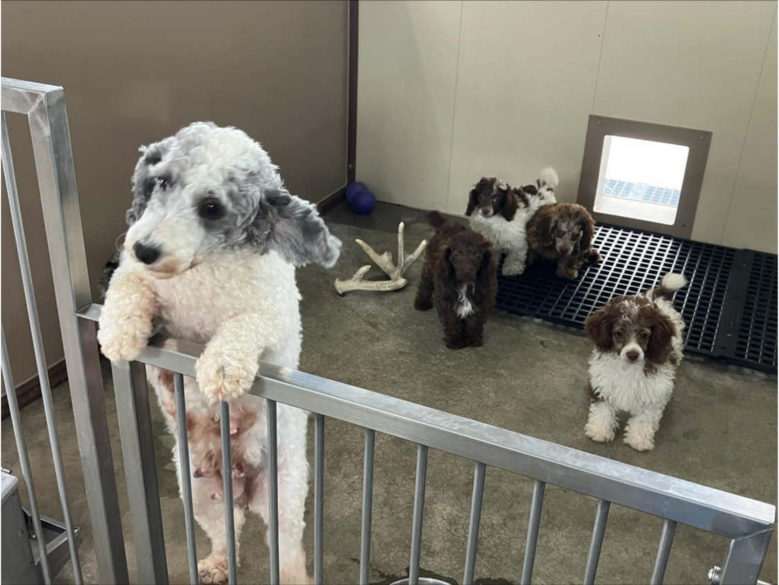 Kennel photograph taken at the Ohio inspection of Ivan M Barkman – Lone Pine Kennel on June 13, 2025, page 3 of the inspection report