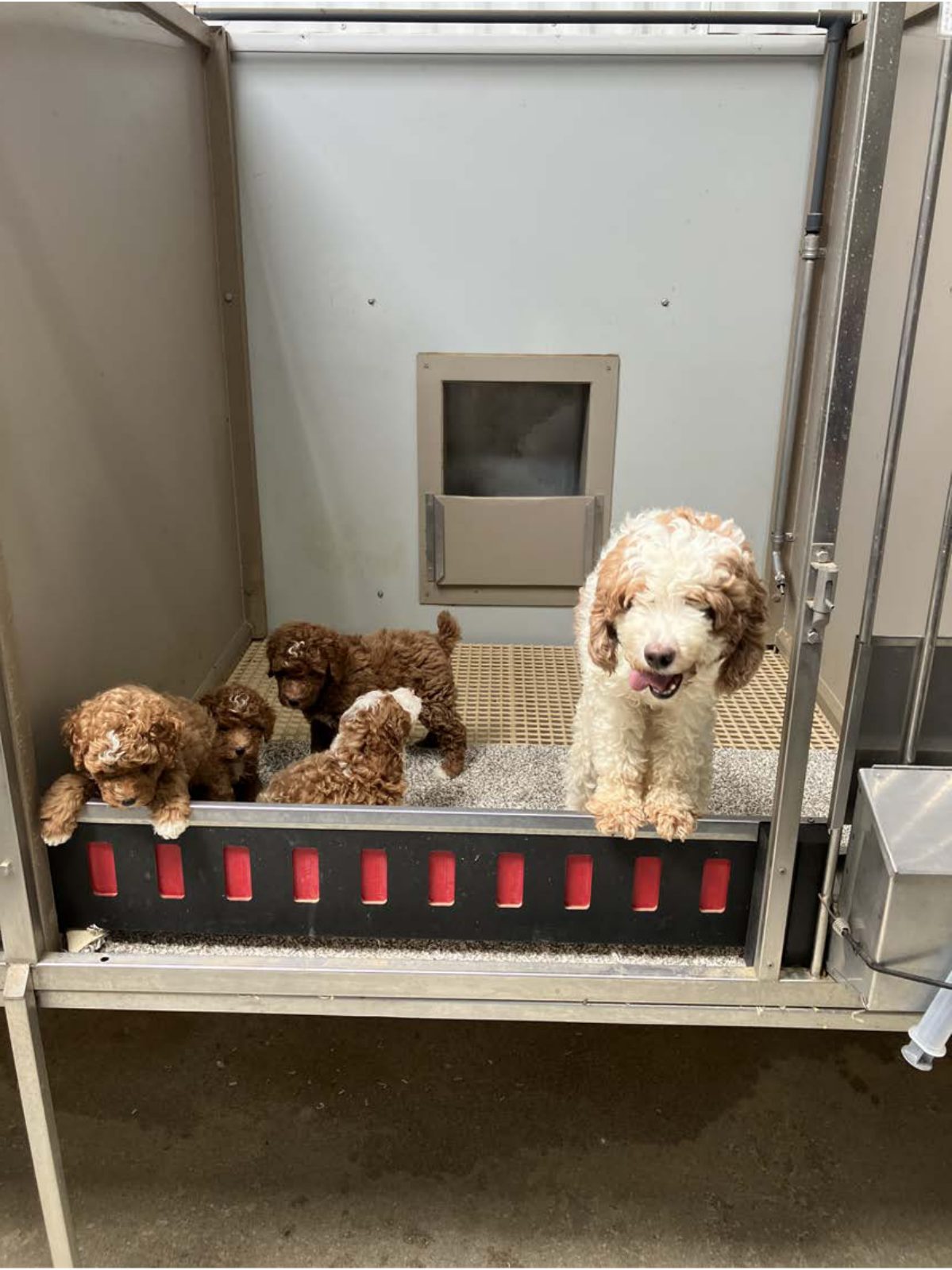 Kennel photograph taken at the Ohio inspection of Matthew A Yoder – Happy Tail Pets on July 22, 2025, page 3 of the inspection report