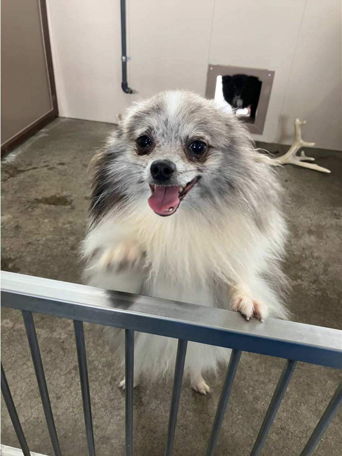 Kennel photograph taken at the Ohio inspection of Ivan M Barkman – Lone Pine Kennel on June 13, 2025, page 2 of the inspection report