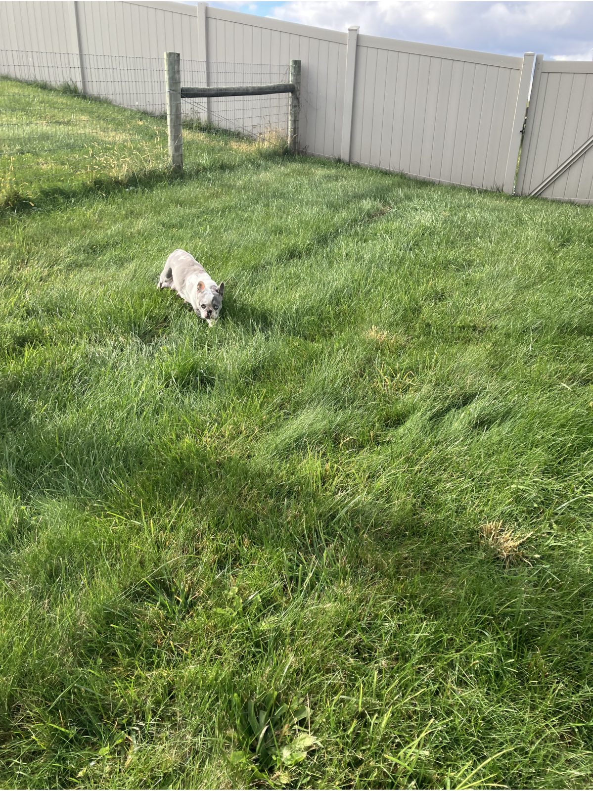 Kennel photograph taken at the Ohio inspection of Reuben M Schlabach – Sharp Run Kennel on November 10, 2025, page 4 of the inspection report
