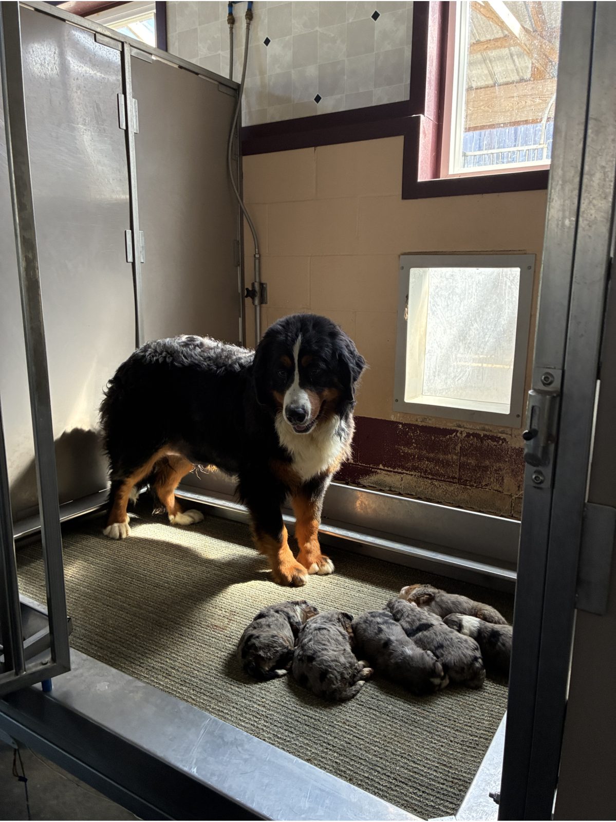Kennel photograph taken at the Ohio inspection of Jonathan Nisley – Danville, OH on May 29, 2026, page 2 of the inspection report