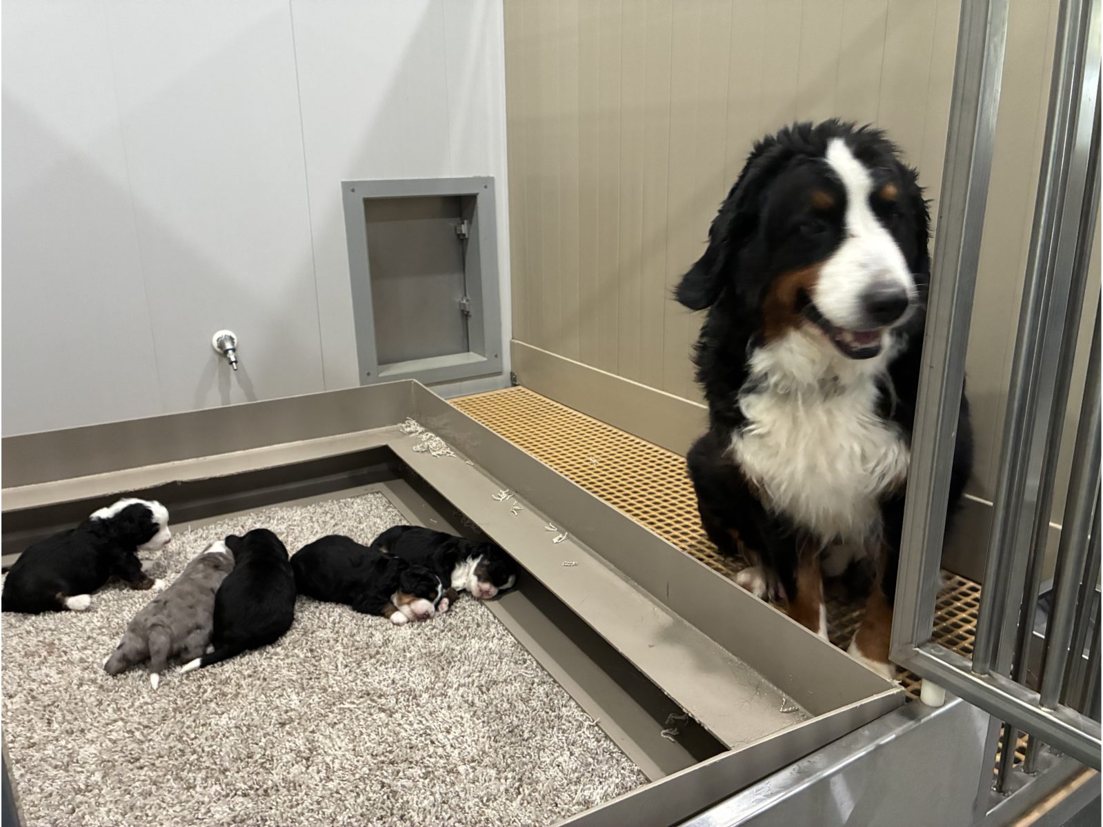 Kennel photograph taken at the Ohio inspection of Ivan Gingerich – United Pets on April 30, 2026, page 3 of the inspection report