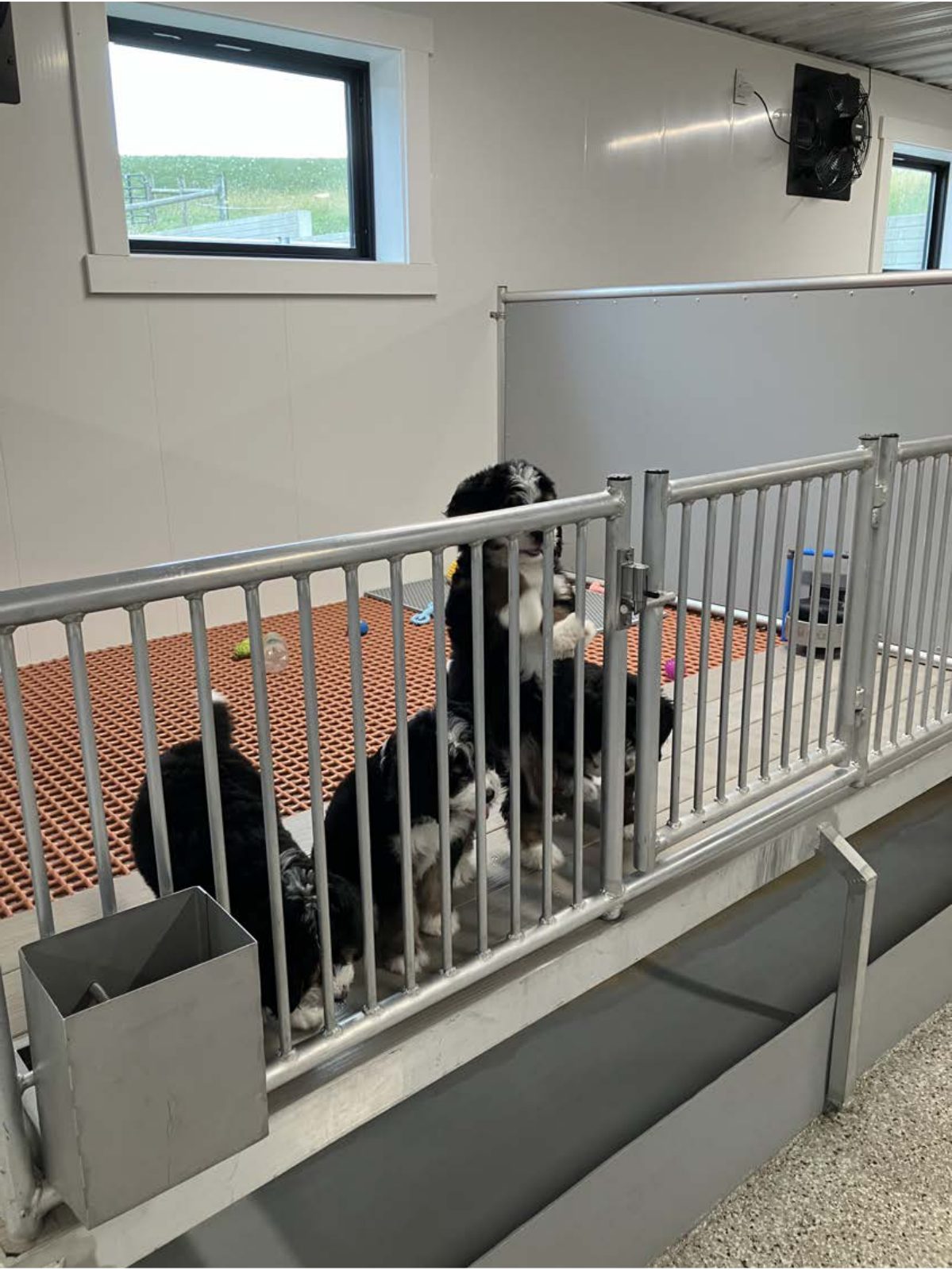Kennel photograph taken at the Ohio inspection of Wayne E Miller – Pine Creek Puppies on September 25, 2025, page 4 of the inspection report