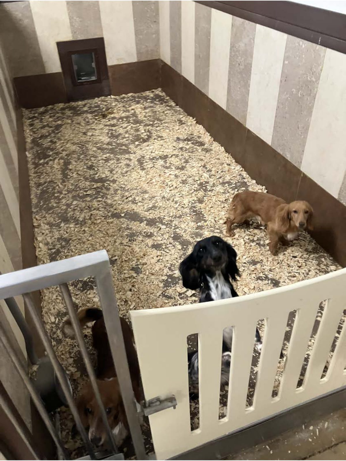 Kennel photograph taken at the Ohio inspection of Wayne H Burkholder – WD Puppies on August 27, 2025, page 3 of the inspection report