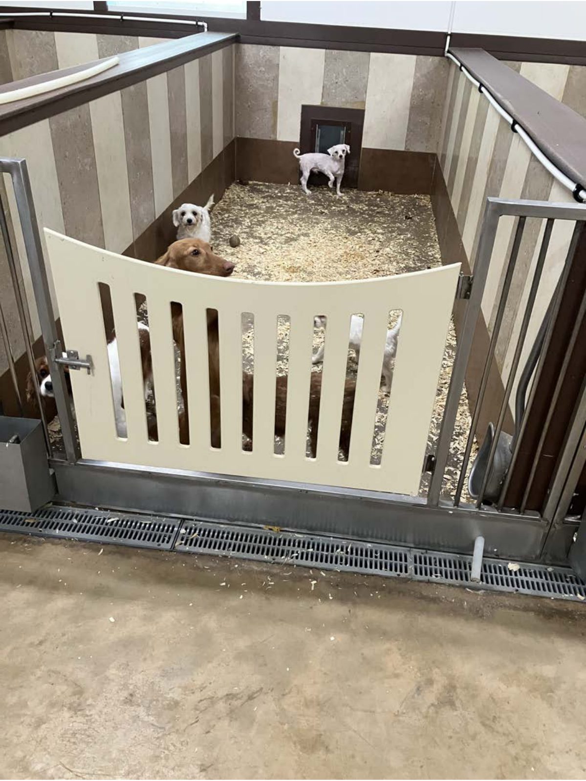 Kennel photograph taken at the Ohio inspection of Wayne H Burkholder – WD Puppies on August 27, 2025, page 5 of the inspection report