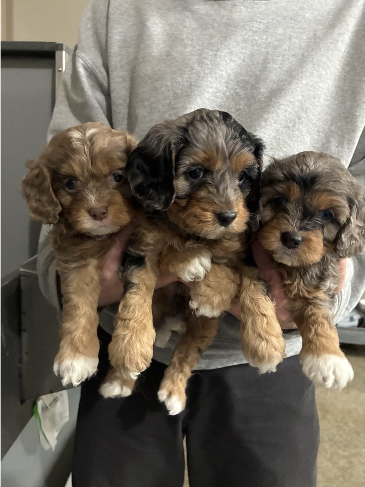 Kennel photograph taken at the Ohio inspection of Merle J Yoder – North Fork Puppies on February 18, 2026, page 2 of the inspection report