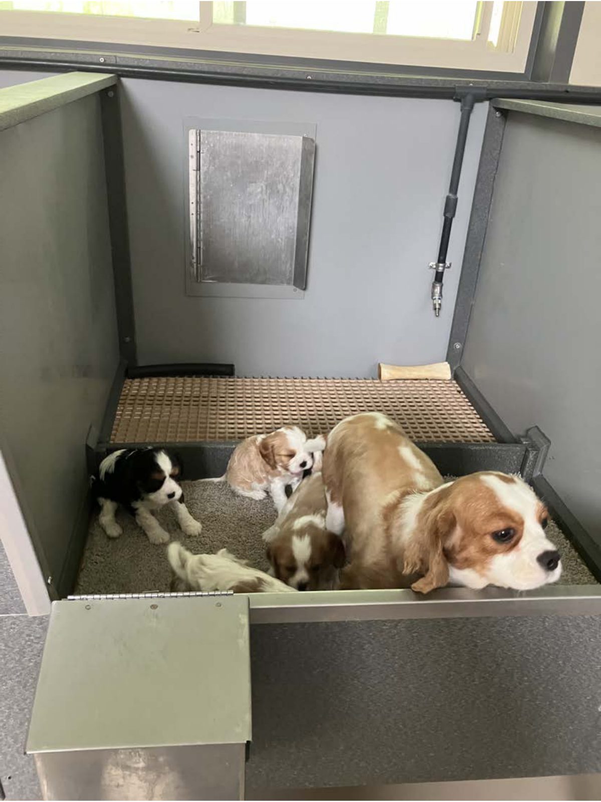 Kennel photograph taken at the Ohio inspection of Merle J Yoder – North Fork Puppies on April 30, 2025, page 2 of the inspection report