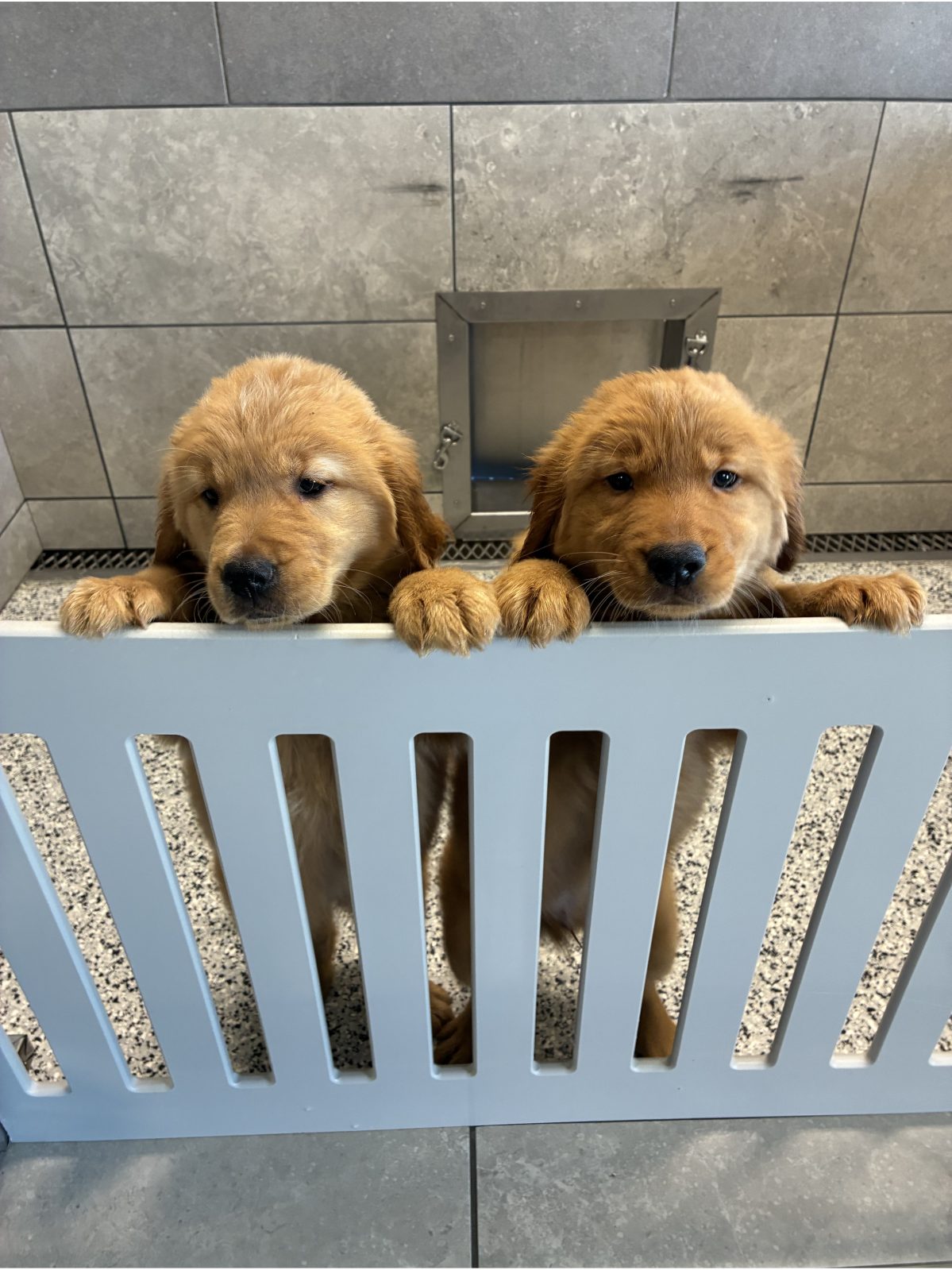 Kennel photograph taken at the Ohio inspection of Aden A Yoder – Trailblazer Kennel on February 26, 2026, page 2 of the inspection report