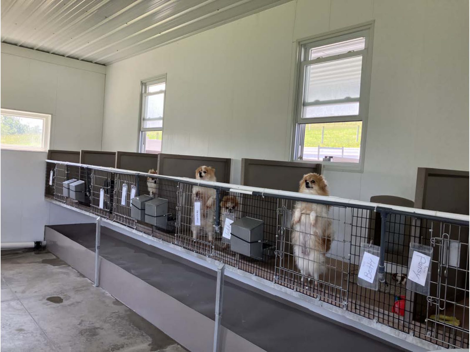 Kennel photograph taken at the Ohio inspection of David H Beachy – Millersburg, OH on June 11, 2025, page 2 of the inspection report