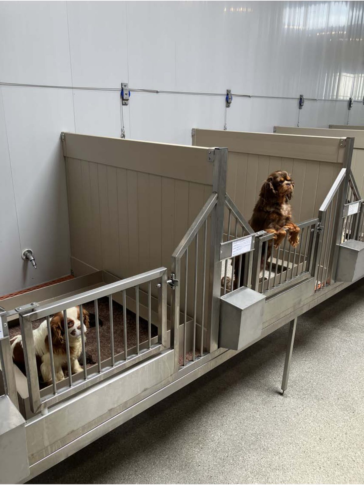 Kennel photograph taken at the Ohio inspection of Freeman R Troyer – First Choice Puppies / Morning Glory Kennels on June 16, 2025, page 3 of the inspection report