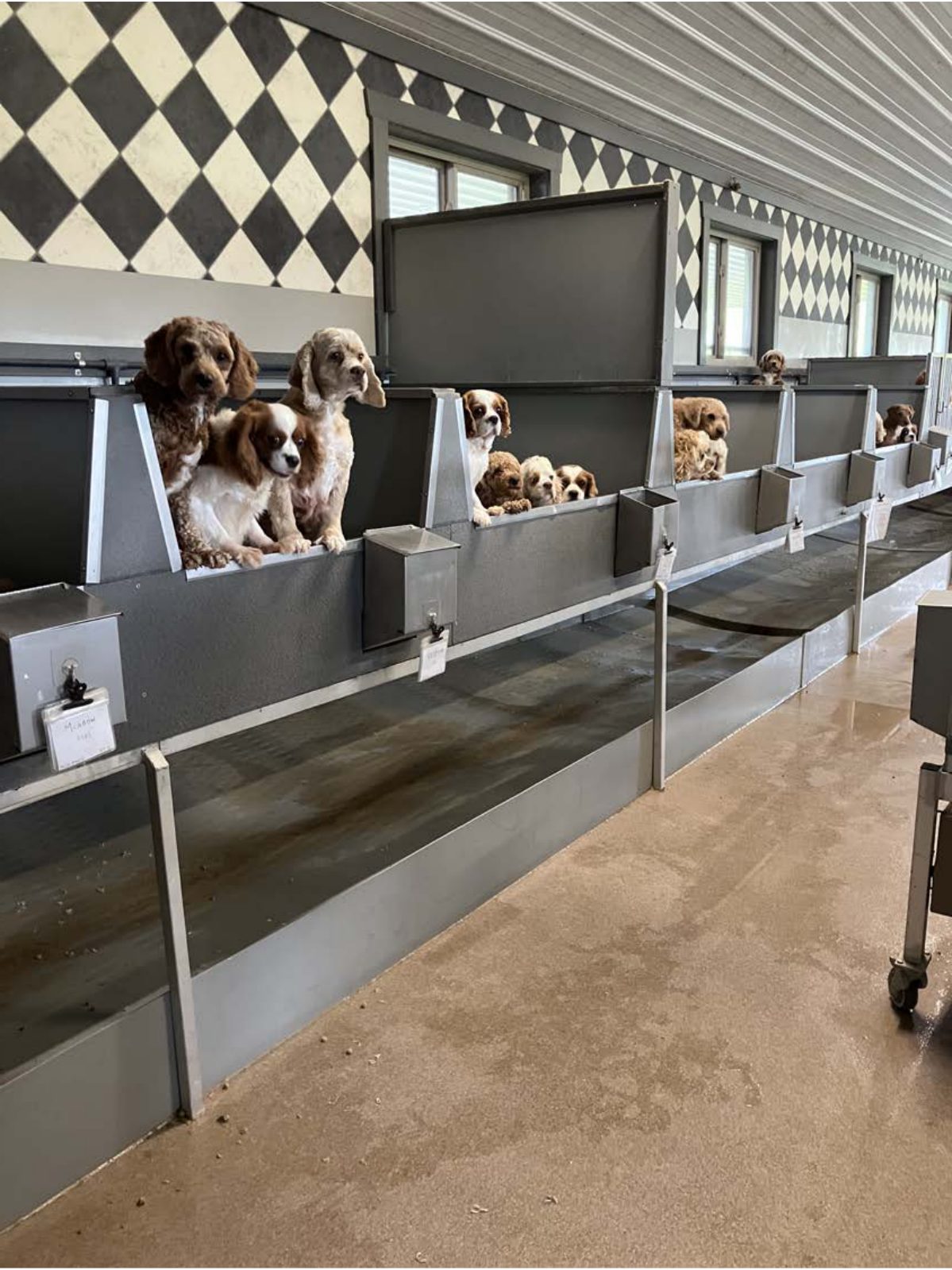 Kennel photograph taken at the Ohio inspection of David N Miller – Beechvale Kennel on May 13, 2025, page 2 of the inspection report