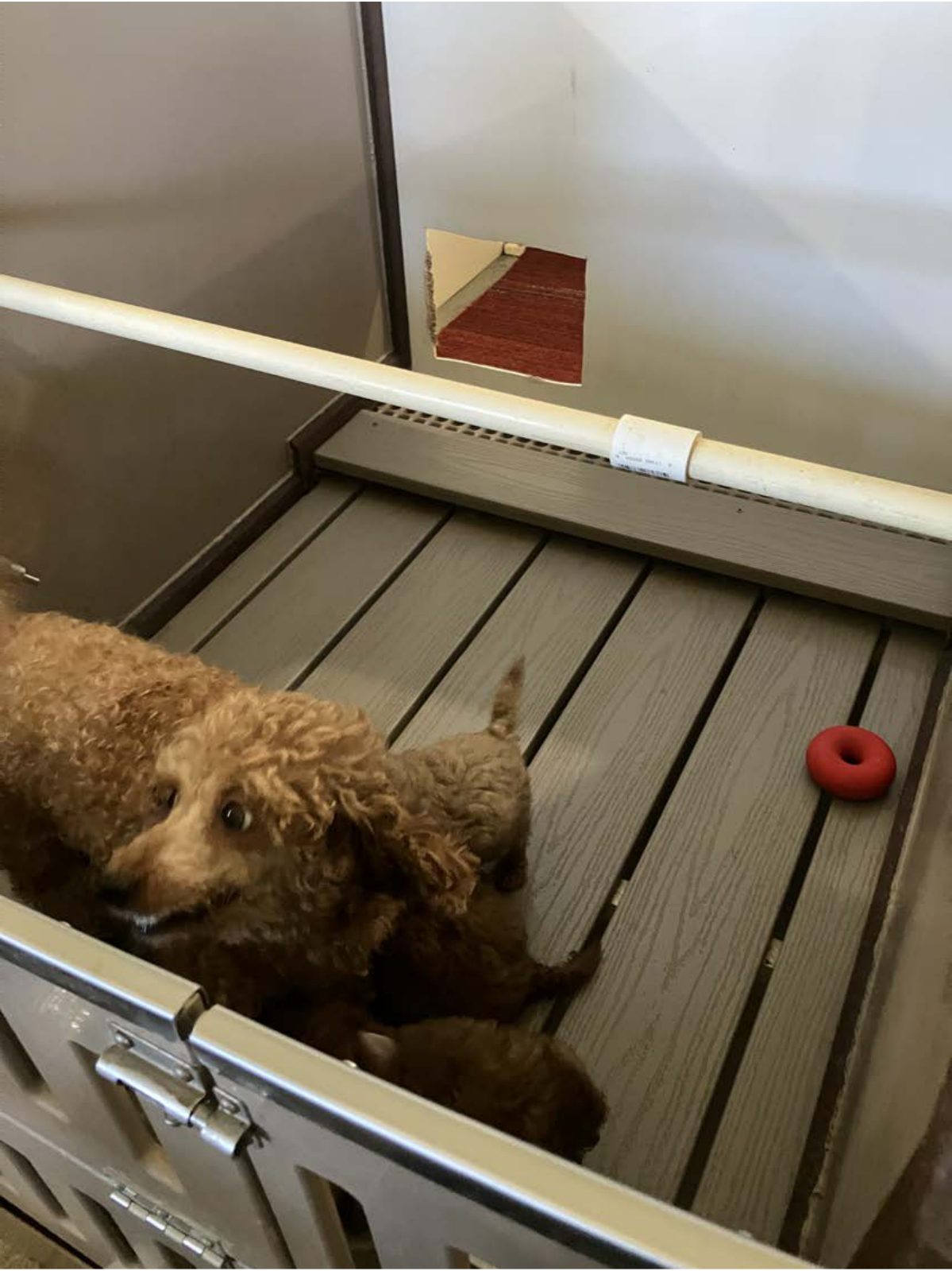 Kennel photograph taken at the Ohio inspection of Lester J Miller – Fredericksburg, OH on September 2, 2025, page 3 of the inspection report