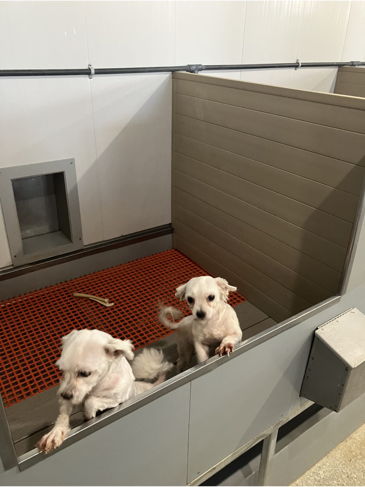 Kennel photograph taken at the Ohio inspection of Aden E Burkholder – Hickory Lane Kennel on October 27, 2025, page 2 of the inspection report