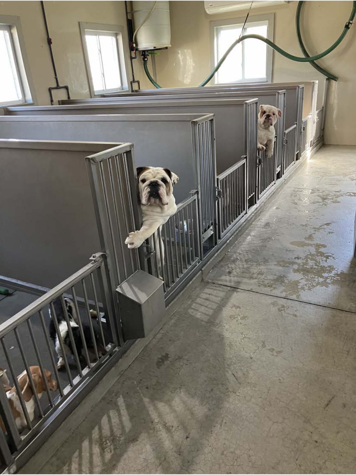 Kennel photograph taken at the Ohio inspection of Albert M Miller – Puppy Solutions on February 4, 2025, page 3 of the inspection report
