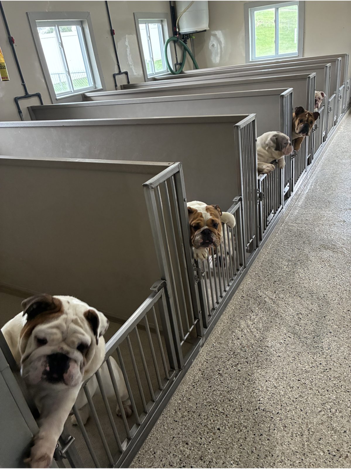 Kennel photograph taken at the Ohio inspection of Albert M Miller – Puppy Solutions on April 2, 2026, page 2 of the inspection report