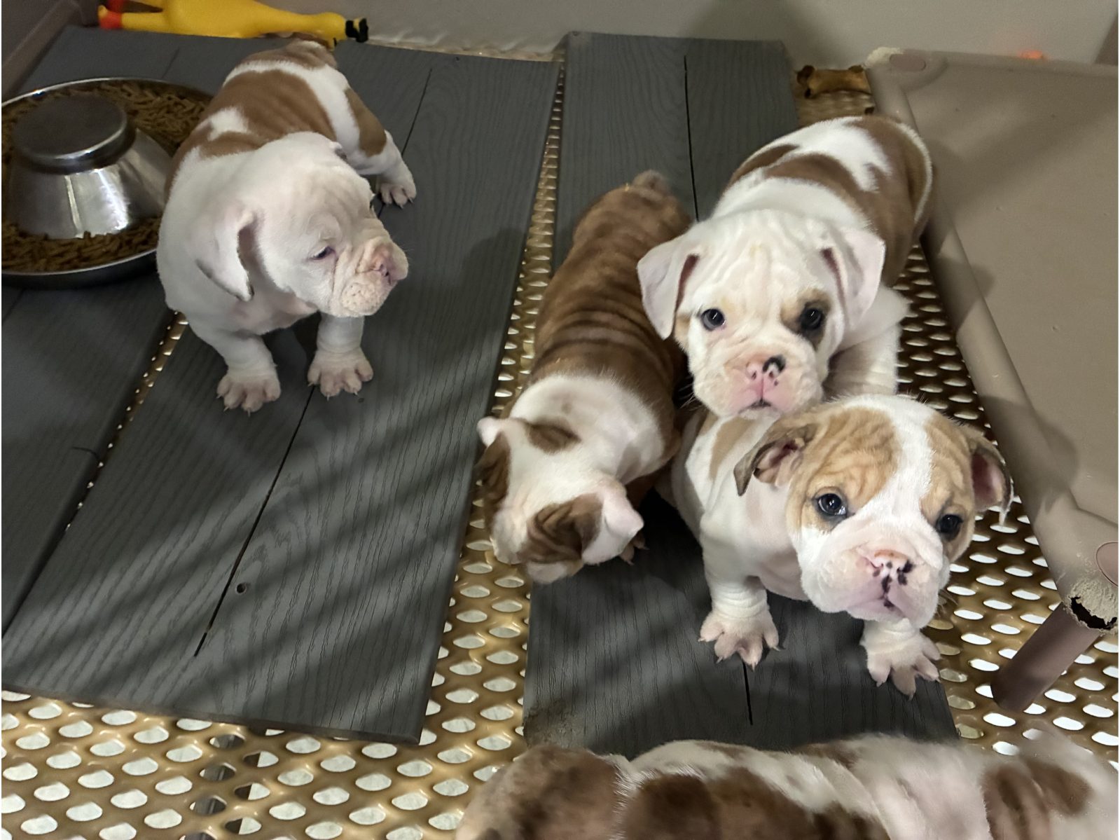 Kennel photograph taken at the Ohio inspection of Albert M Miller – Puppy Solutions on April 2, 2026, page 3 of the inspection report