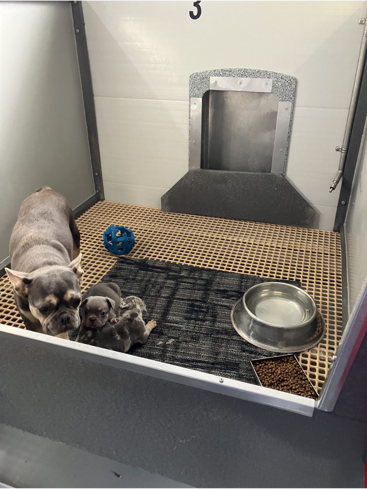 Kennel photograph taken at the Ohio inspection of Marion Yoder – First Choice Frenchies on November 14, 2025, page 3 of the inspection report