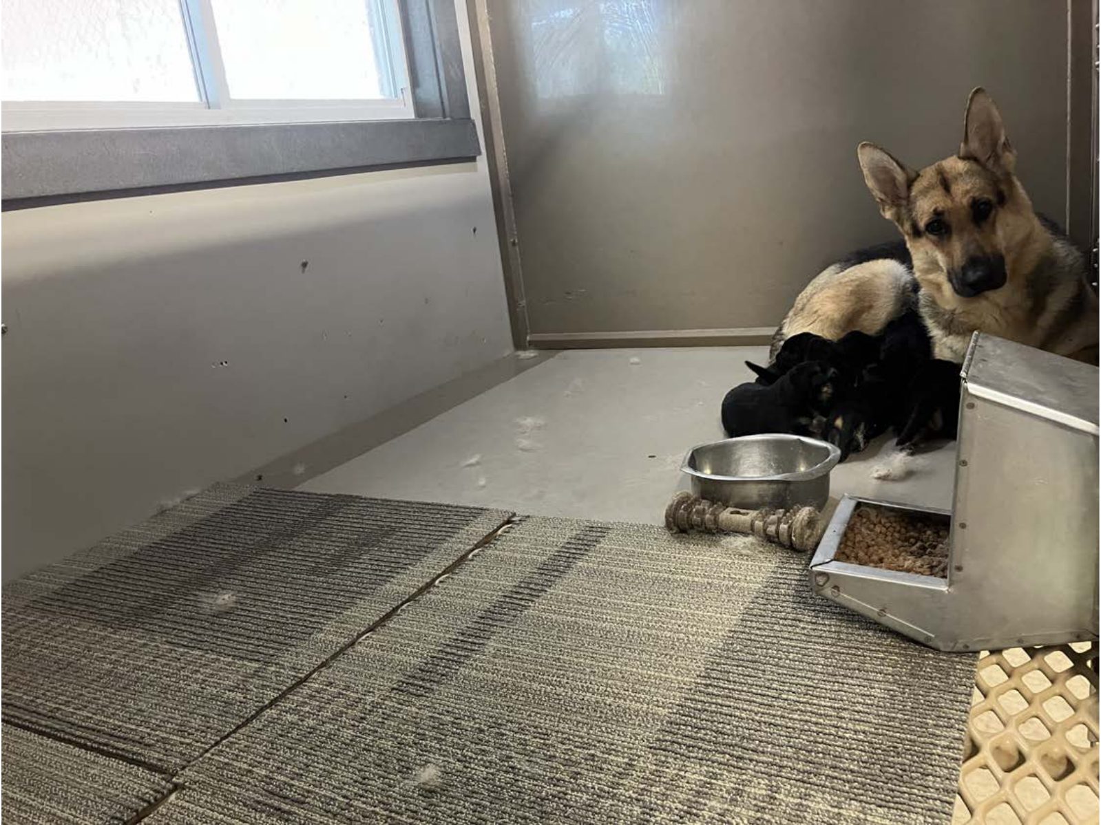 Kennel photograph taken at the Ohio inspection of Leon A Miller – Fredericksburg, OH on August 8, 2025, page 3 of the inspection report