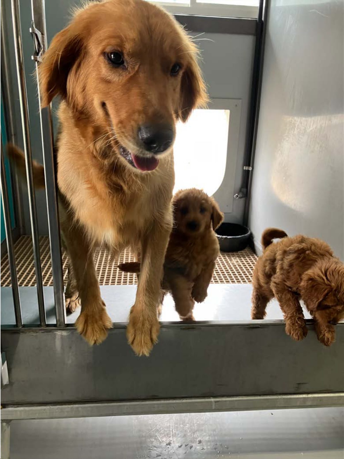 Kennel photograph taken at the Ohio inspection of Marcus S Yoder – Misty Ridge Puppies on June 13, 2025, page 2 of the inspection report