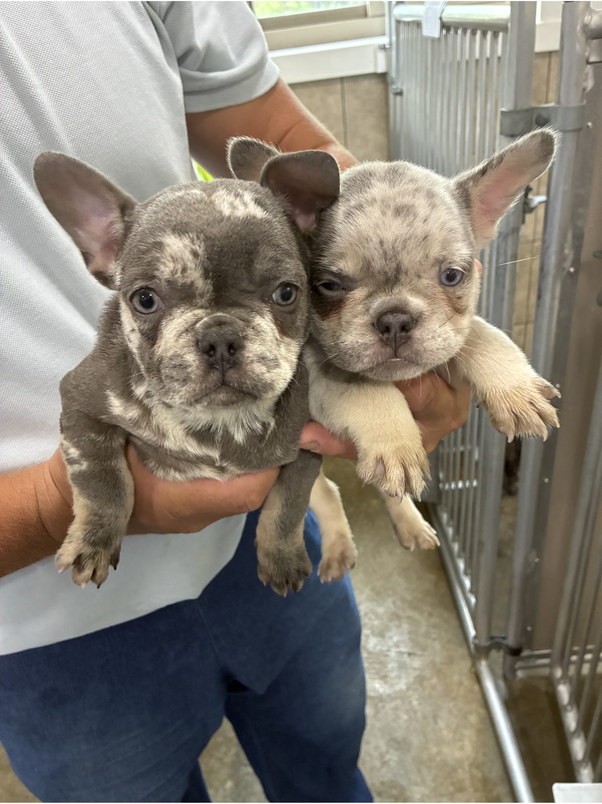 Kennel photograph taken at the Ohio inspection of Ronnie Coblentz – Woodland Puppies on June 5, 2026, page 2 of the inspection report