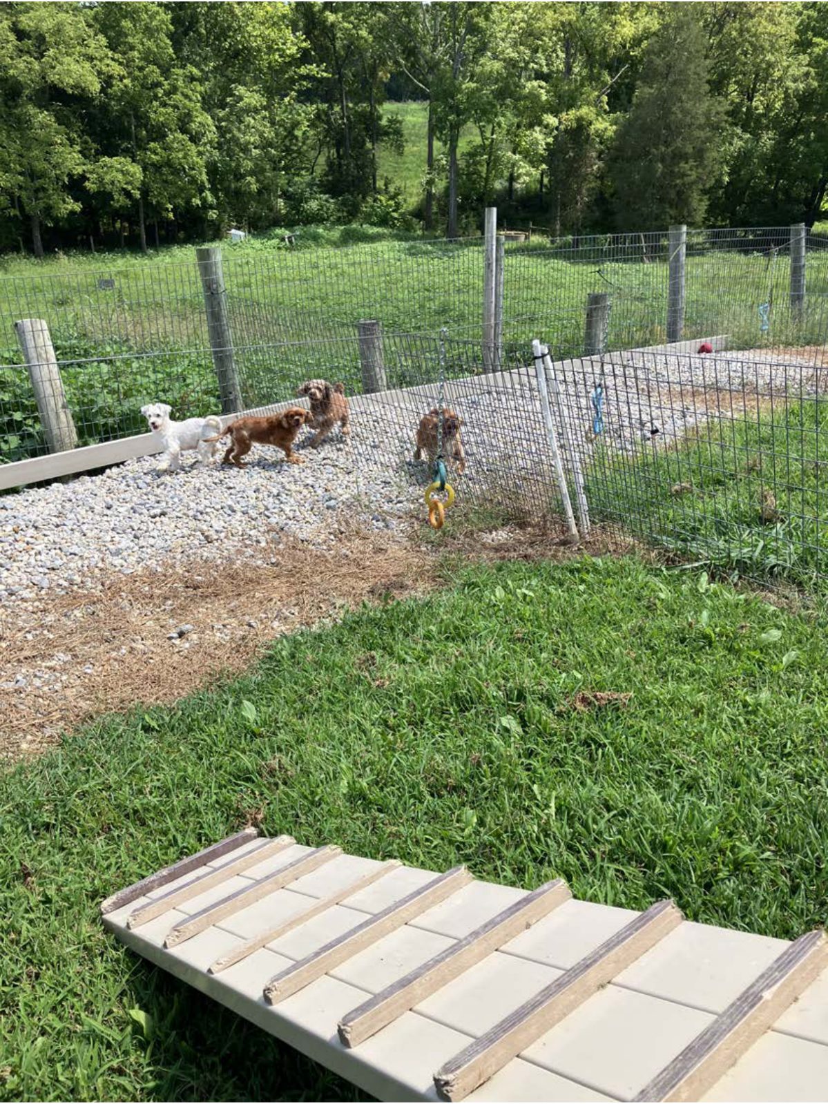 Kennel photograph taken at the Ohio inspection of Reuben & Lewis Yutzy – R & L Kennels on August 11, 2025, page 2 of the inspection report