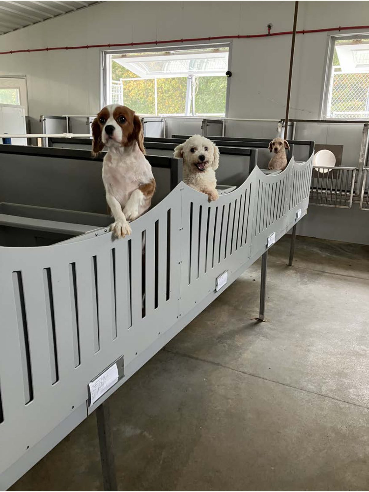 Kennel photograph taken at the Ohio inspection of Clara R Raber – Tiny Paws Pups on September 22, 2025, page 3 of the inspection report
