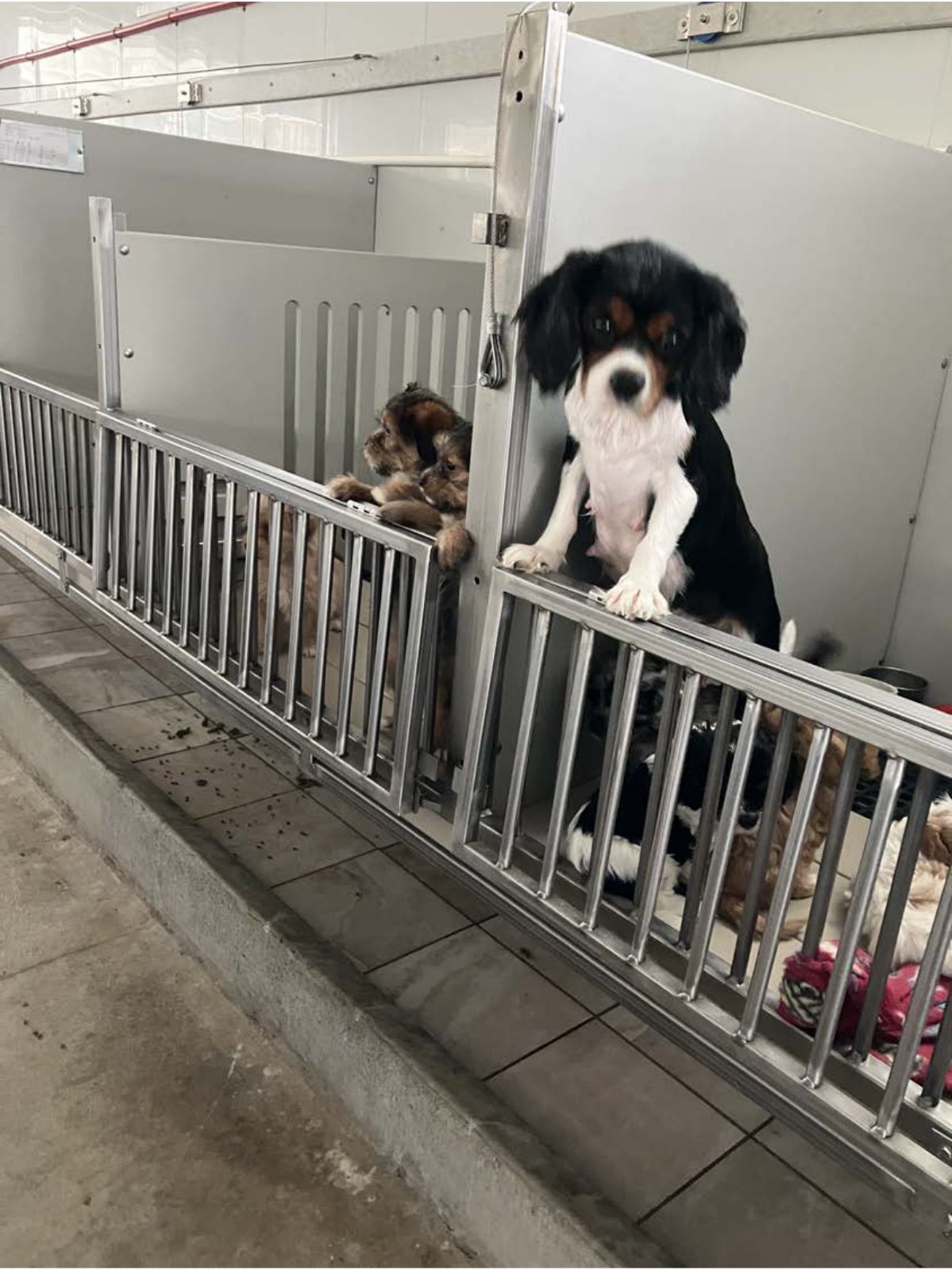 Kennel photograph taken at the Ohio inspection of Clara R Raber – Tiny Paws Pups on September 22, 2025, page 2 of the inspection report