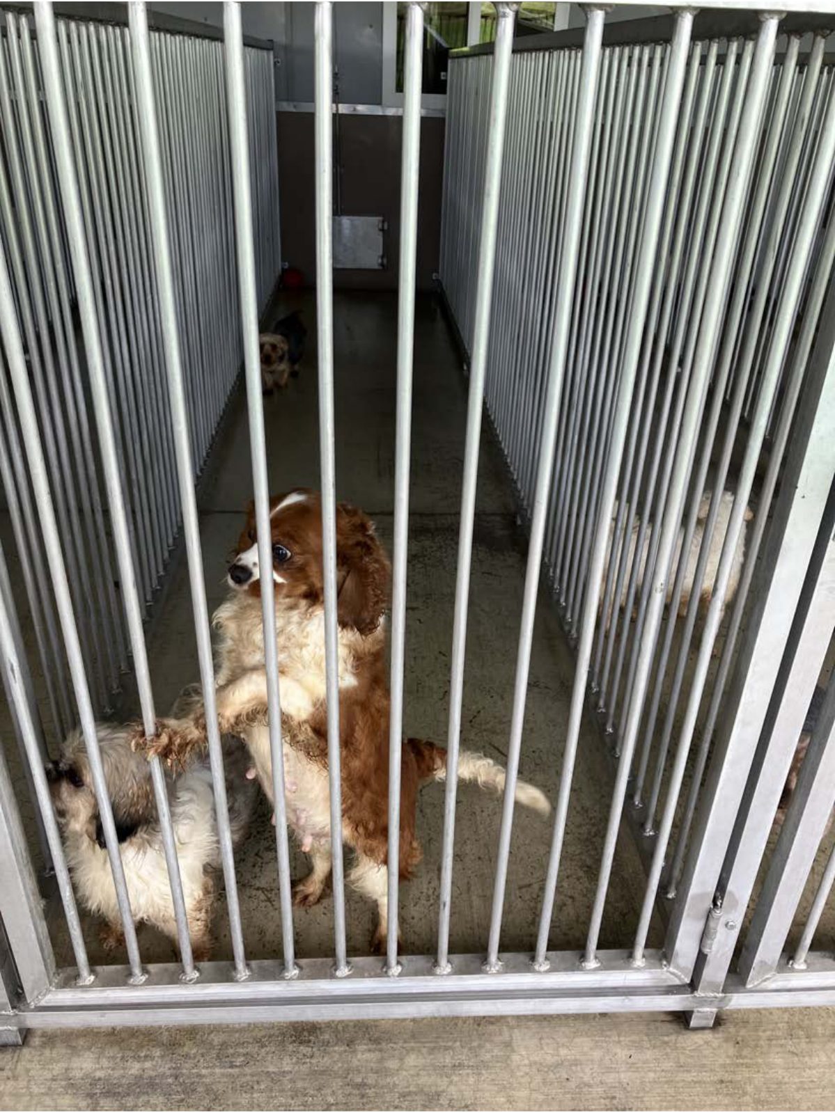 Kennel photograph taken at the Ohio inspection of Duane R Raber – Happy Acres Kennel on May 7, 2025, page 3 of the inspection report