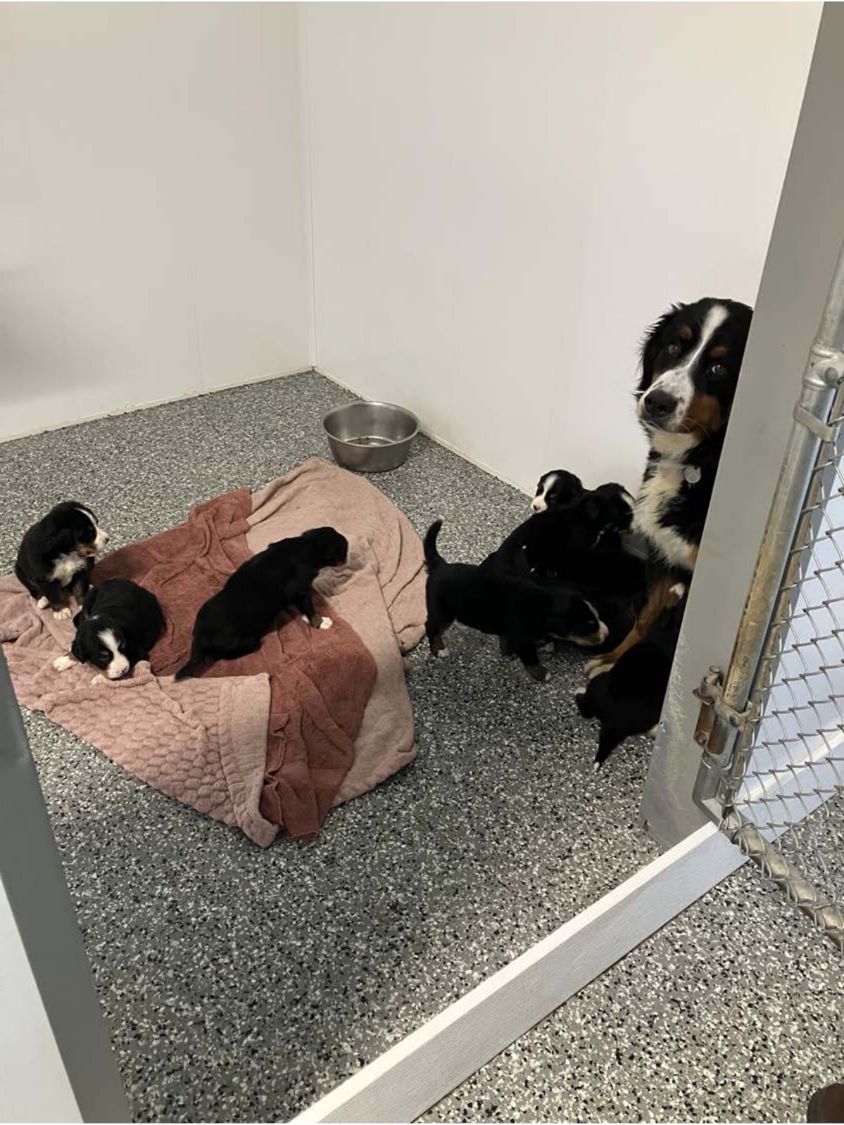 Kennel photograph taken at the Ohio inspection of John E Jamison – Stoney Creek Kennels on July 1, 2025, page 2 of the inspection report