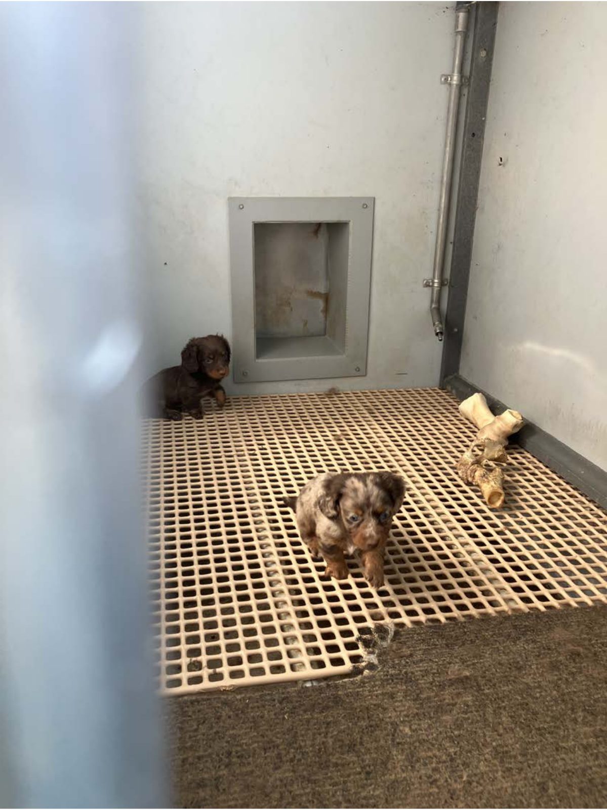 Kennel photograph taken at the Ohio inspection of Mervin J Miller – Creek Bottom Puppies on July 15, 2025, page 3 of the inspection report