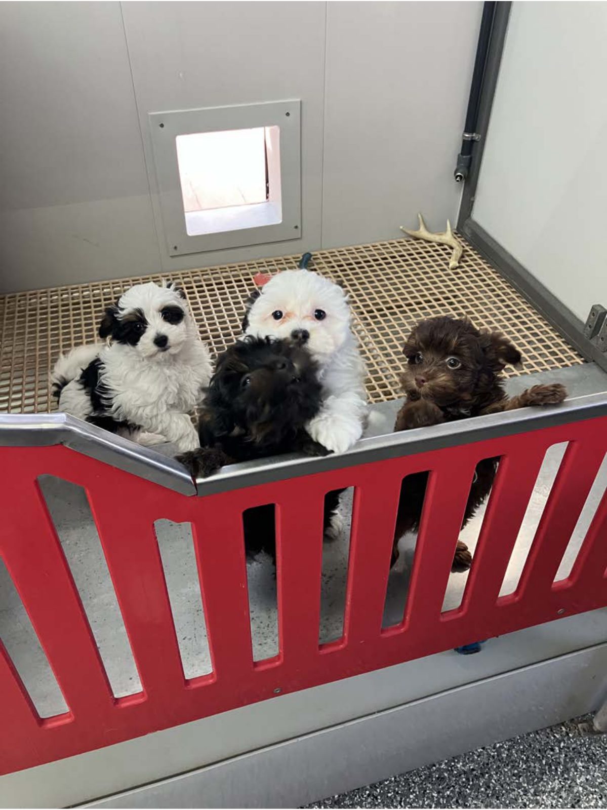 Kennel photograph taken at the Ohio inspection of Robert J Miller – Country Hill Kennel on March 13, 2025, page 3 of the inspection report