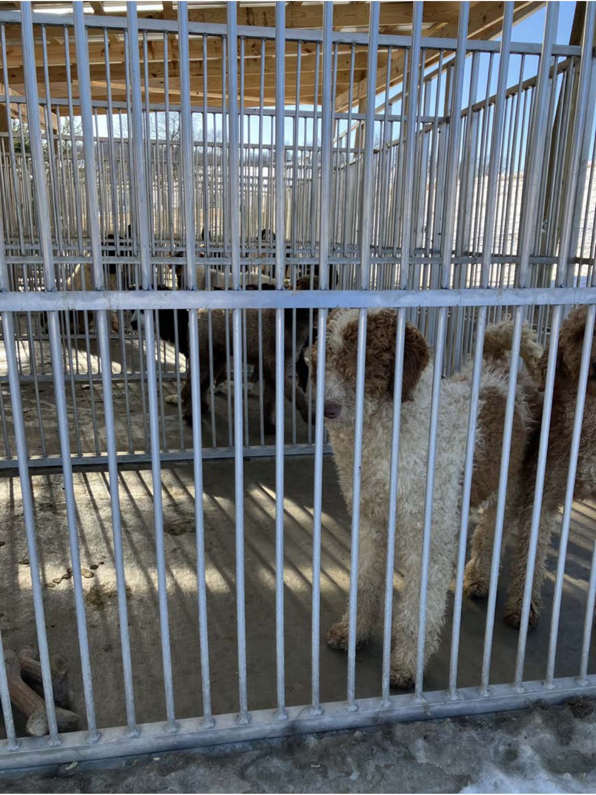 Kennel photograph taken at the Ohio inspection of Arlen Miller – Roadside Puppies on January 27, 2025, page 2 of the inspection report