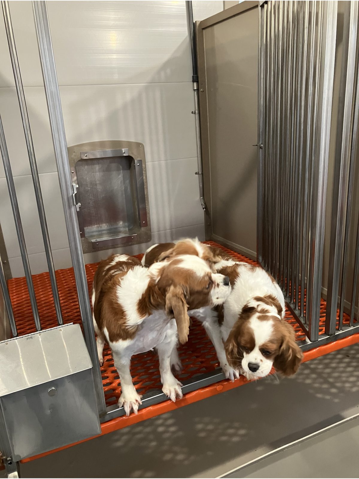 Kennel photograph taken at the Ohio inspection of Marlin Yoder – Diamond Doodles on November 25, 2025, page 3 of the inspection report