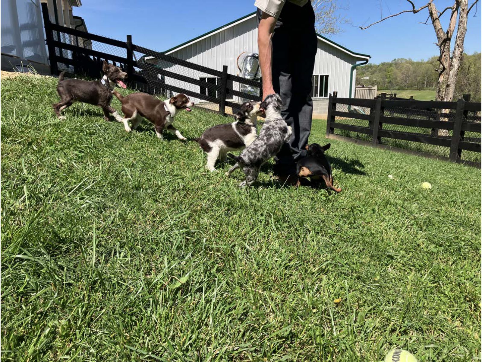 Kennel photograph taken at the Ohio inspection of Levi Nisley – Puppy Love Puppies on April 28, 2025, page 3 of the inspection report
