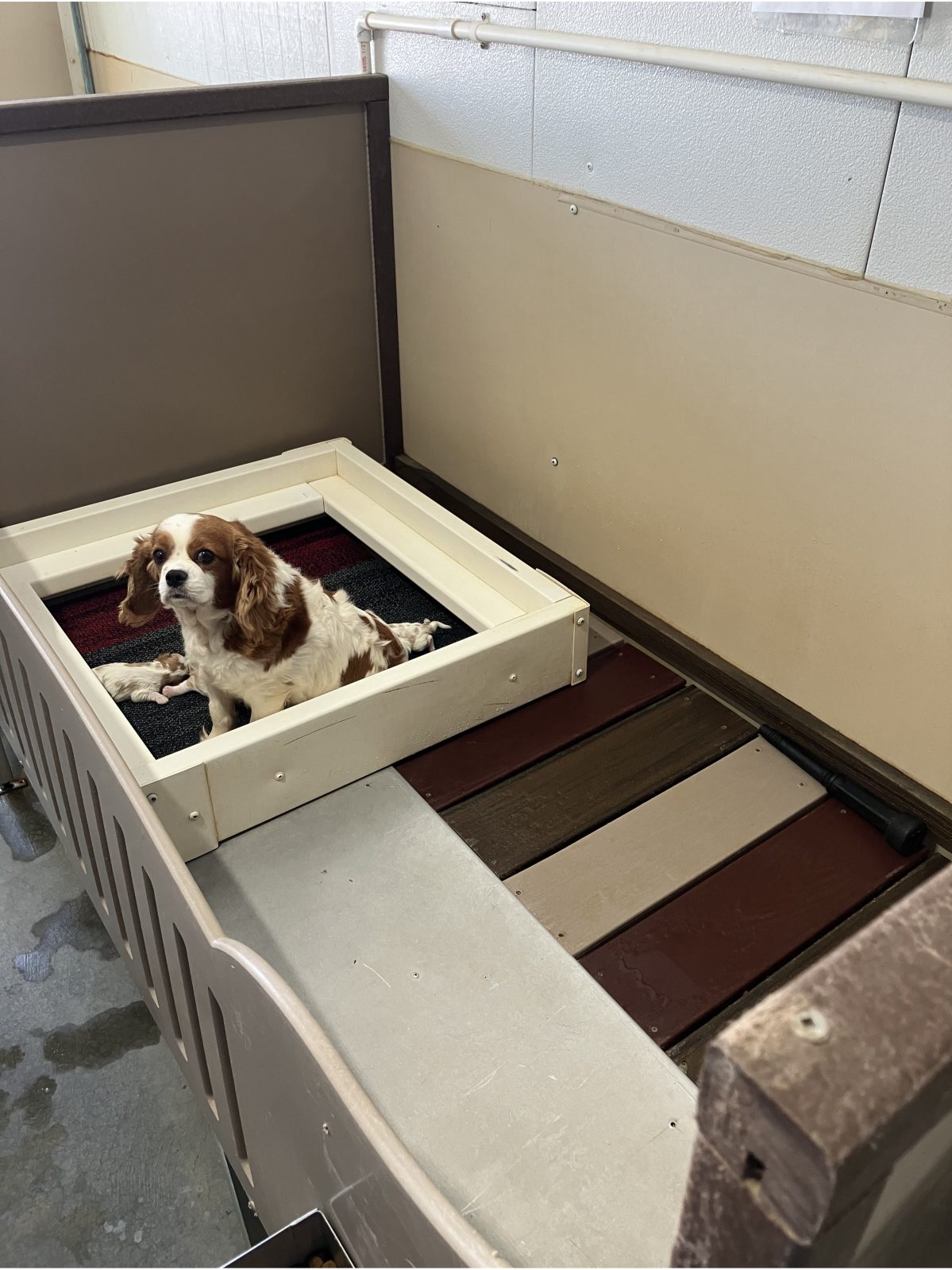 Kennel photograph taken at the Ohio inspection of Vernon M Raber – Star Bright Kennels on December 5, 2025, page 2 of the inspection report
