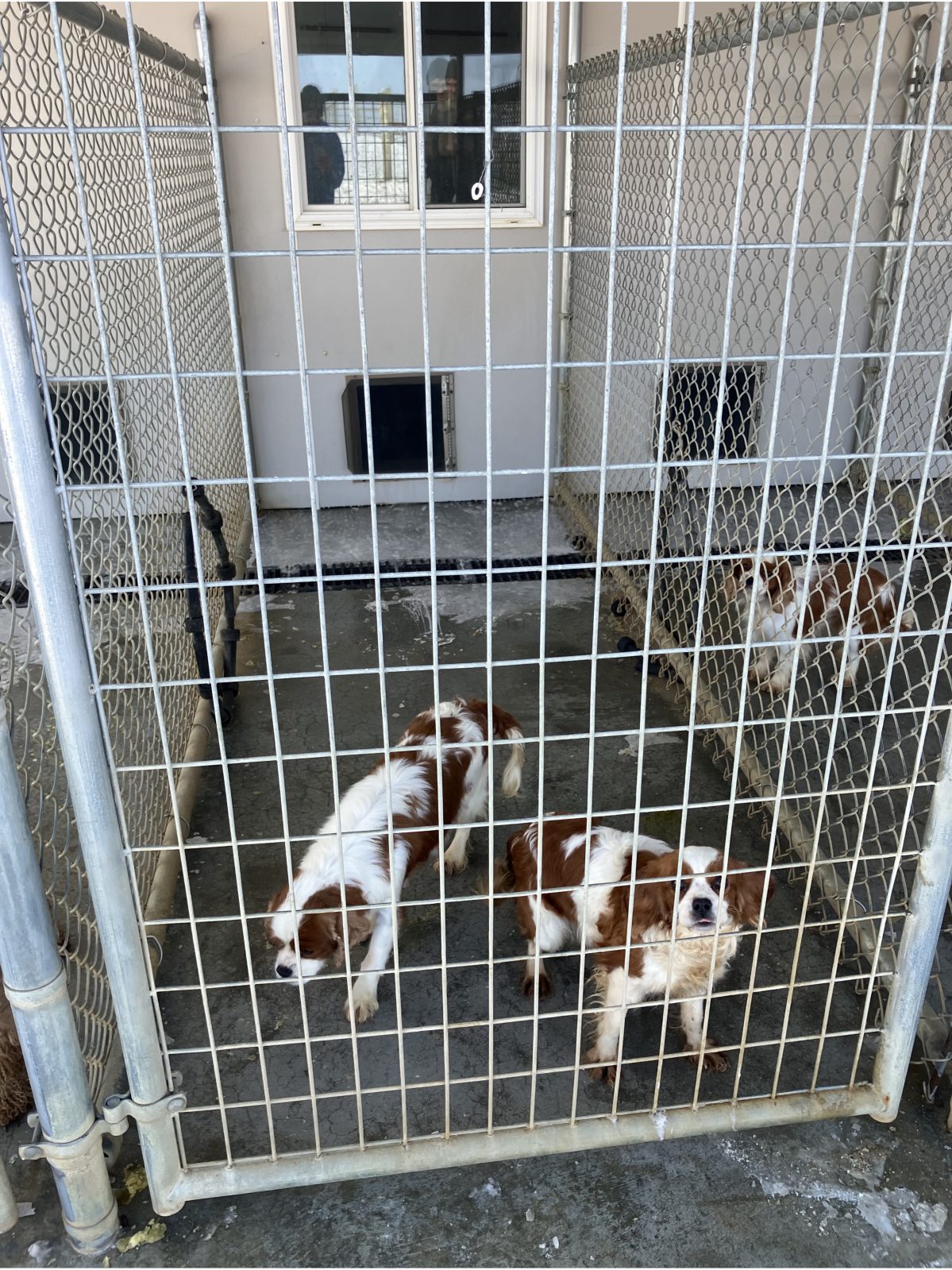Kennel photograph taken at the Ohio inspection of Vernon M Raber – Star Bright Kennels on December 5, 2025, page 3 of the inspection report
