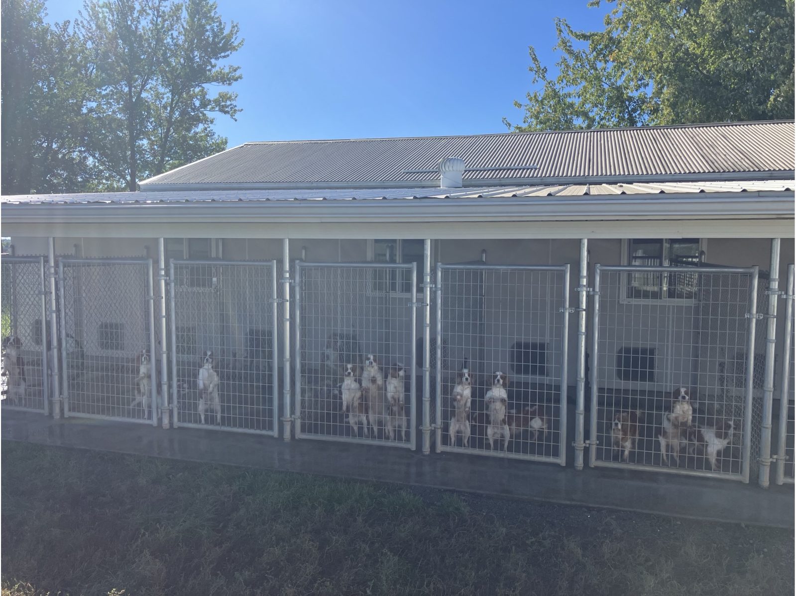 Kennel photograph taken at the Ohio inspection of Vernon M Raber – Star Bright Kennels on October 10, 2024, page 3 of the inspection report