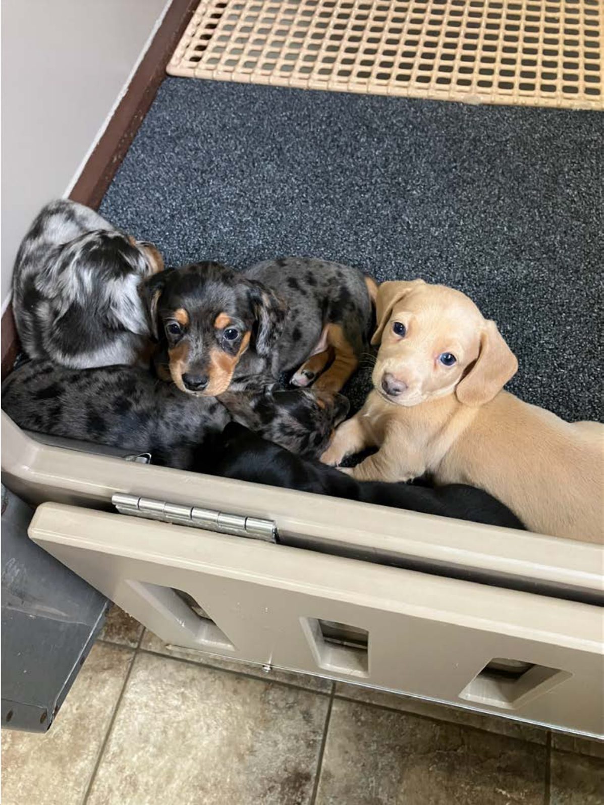 Kennel photograph taken at the Ohio inspection of Atlee J Raber – Stone Hill Pets on February 11, 2025, page 3 of the inspection report