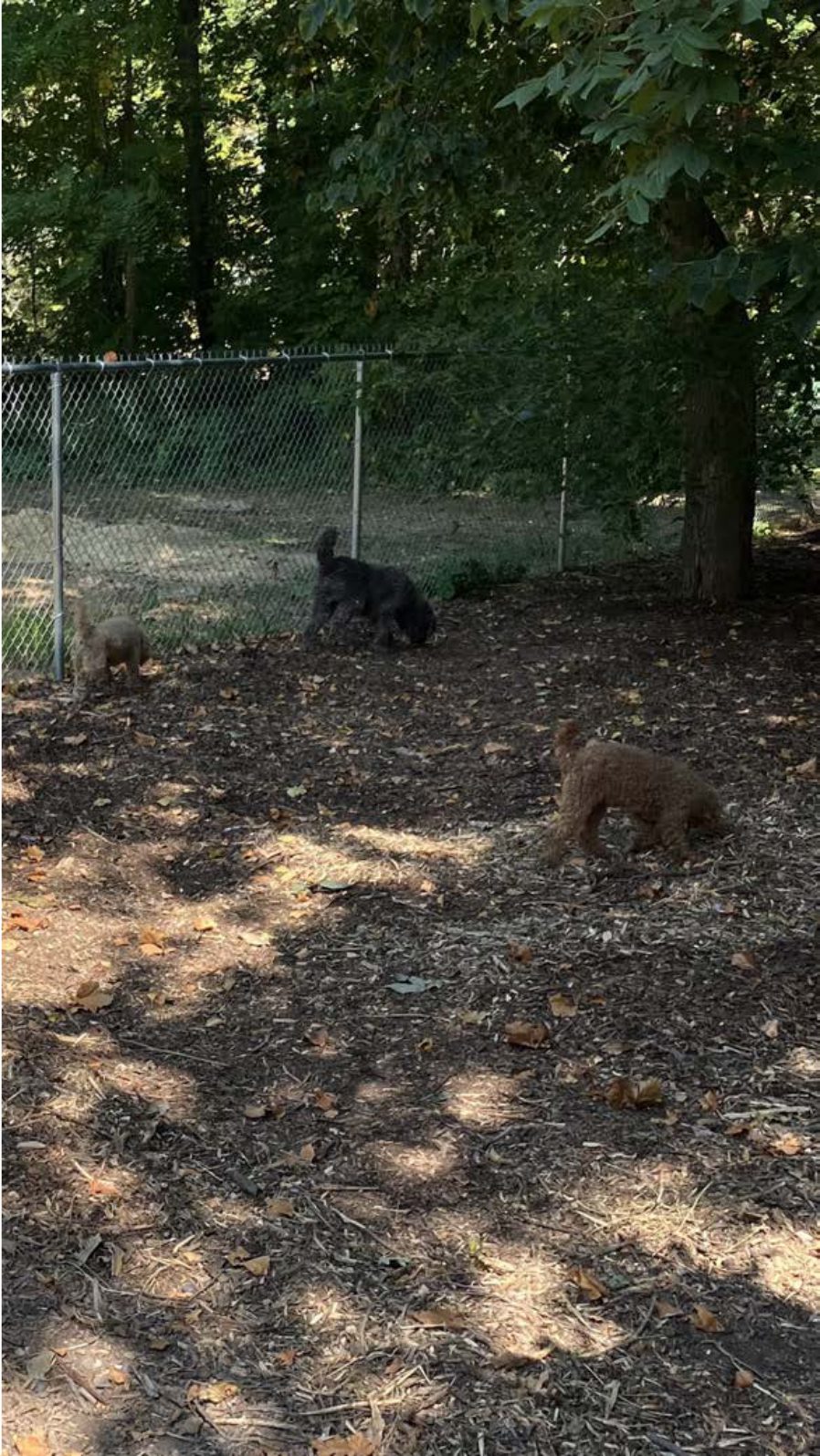 Kennel photograph taken at the Ohio inspection of Nick Hudson – Hudson Pups on September 17, 2025, page 2 of the inspection report