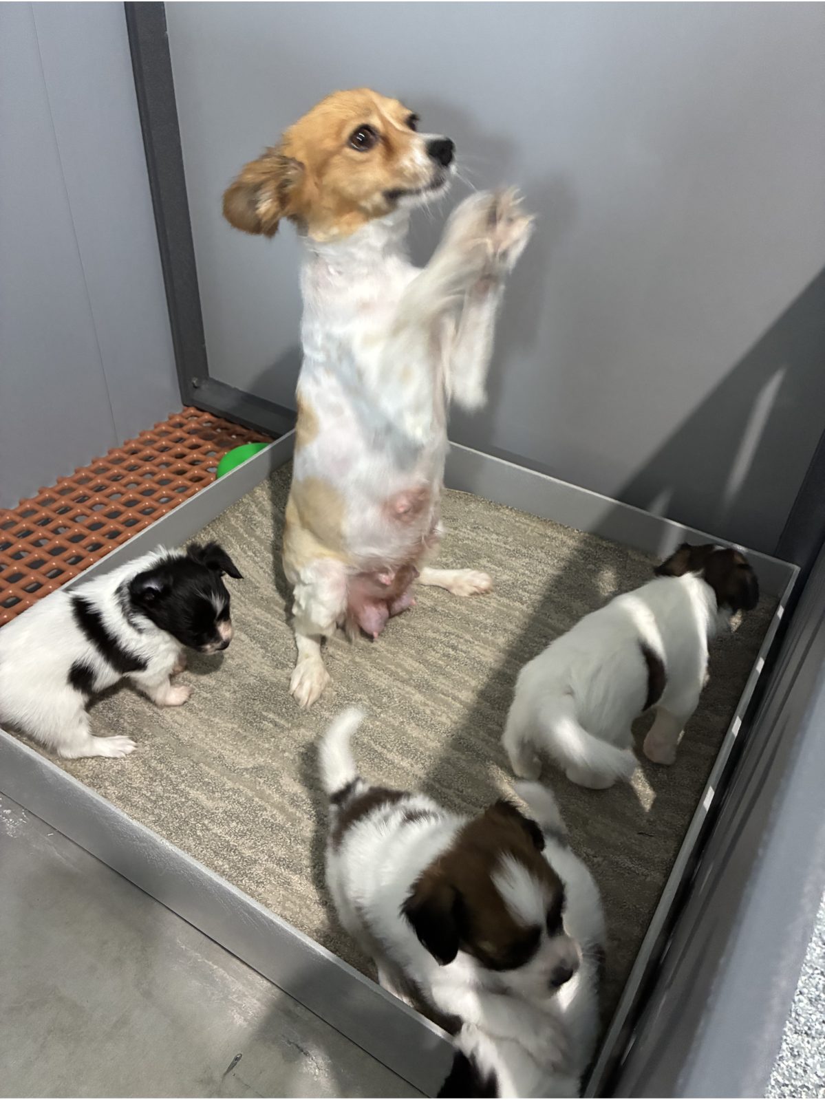 Kennel photograph taken at the Ohio inspection of Norman D Miller – Red Barn View Kennels on April 28, 2026, page 3 of the inspection report