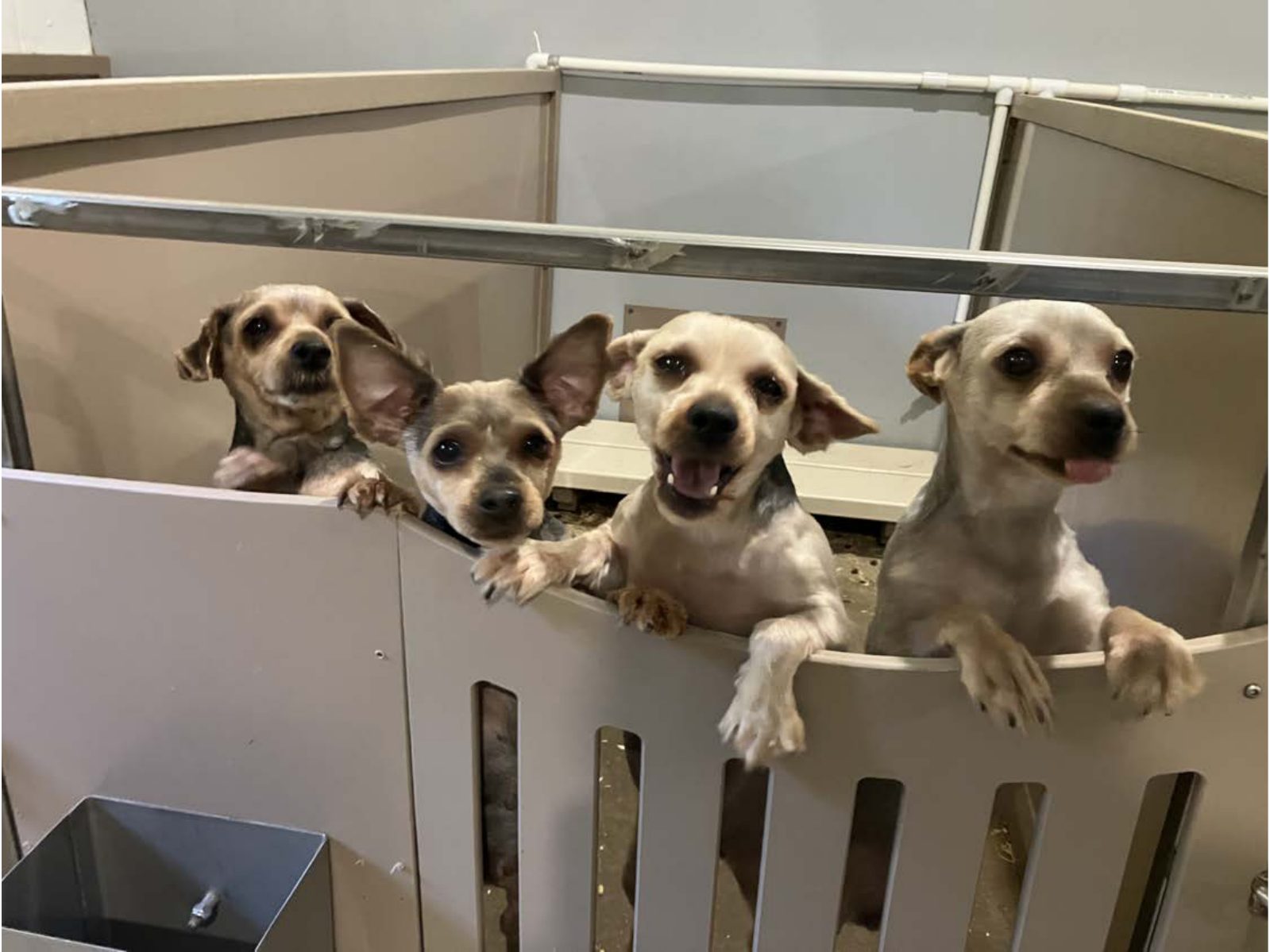 Kennel photograph taken at the Ohio inspection of Louella Troyer – Drift Wood Kennel on September 25, 2025, page 2 of the inspection report