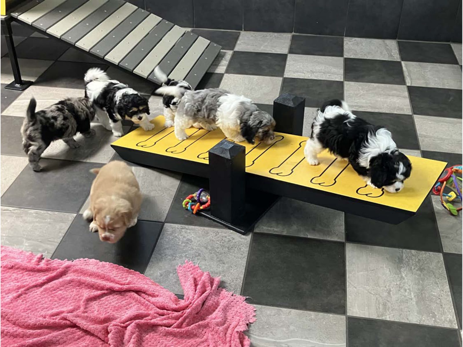 Kennel photograph taken at the Ohio inspection of Freeman S Raber – Rebar Puppies on June 12, 2025, page 4 of the inspection report