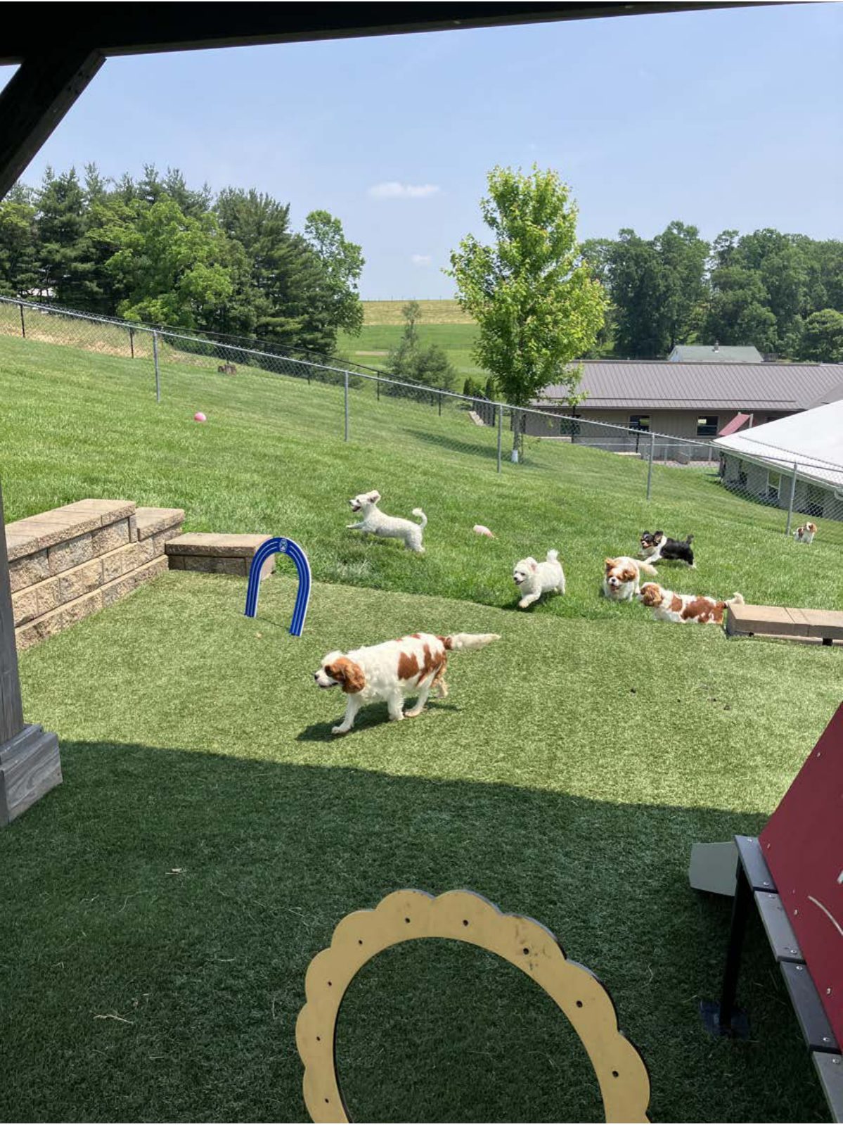 Kennel photograph taken at the Ohio inspection of Freeman S Raber – Rebar Puppies on June 12, 2025, page 3 of the inspection report