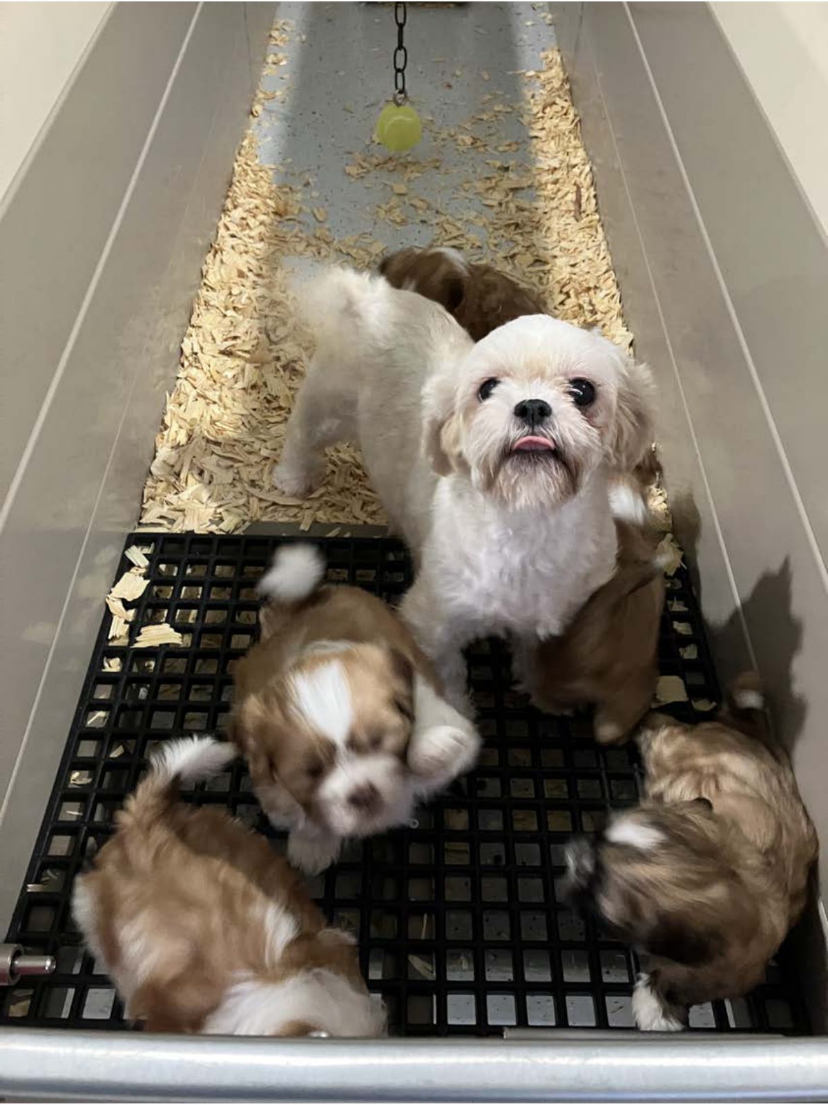 Kennel photograph taken at the Ohio inspection of Louella Troyer – Drift Wood Kennel on September 25, 2025, page 3 of the inspection report